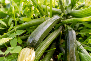 Fresh zucchini growing on organic farm soil, close-up vegetable cultivation
zucchini, courgette, vegetable, organic vegetables, fresh produce, farm vegetables, crop cultivation, vegetable farming, org