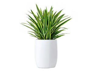Green dracaena plant with long striped leaves in modern white ceramic pot, isolated on transparency background, perfect for home or office decor, creating fresh and calming atmosphere