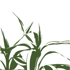 green plant isolated on white background, green leaves, decoration leaf