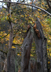 Weathered wooden fence in autumn forest