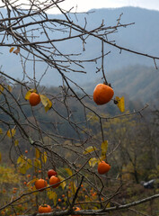 Persimmon tree in autumn mountain landscape