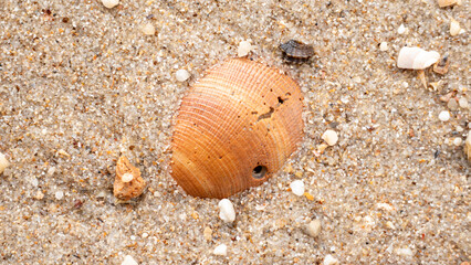 Overhead Macro of Orange Seashell Fragment on Coarse Beach Sand