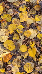yellow autumn leaves lying on the ground