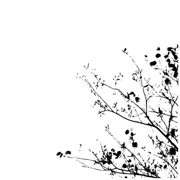 leafless tree branches