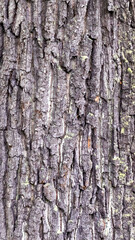 oak bark with visible details. background or texture
