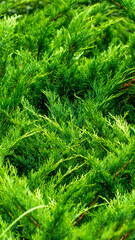 green juniper branches with visible details. background or texture