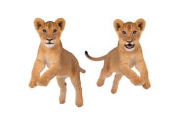 Playful lion cubs isolated on transparency background, two young wild animals with expressive faces, energetic pose, adorable and curious, perfect for wildlife and nature concepts