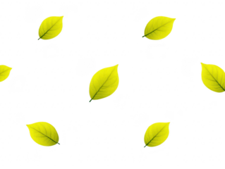 Yellow leaf pattern, isolated on transparent background, features scattered fresh leaves with visible veins, creating natural, organic, and cheerful botanical design