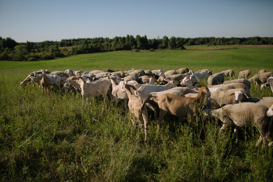 herd of sheep in field