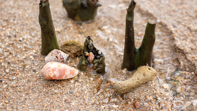 Seashells, Marine Debris, and Mangrove Propagules on Wet Sandy Beach