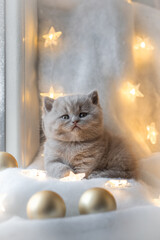 Christmas background with a British Shorthair kitten
