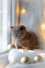 Christmas background with a British Shorthair kitten