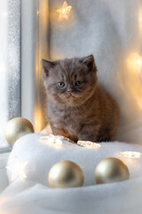 Christmas background with a British Shorthair kitten