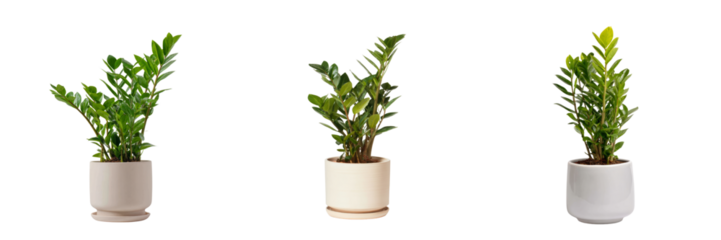 Indoor plants trio arrangement transparent background home decor natural aesthetic