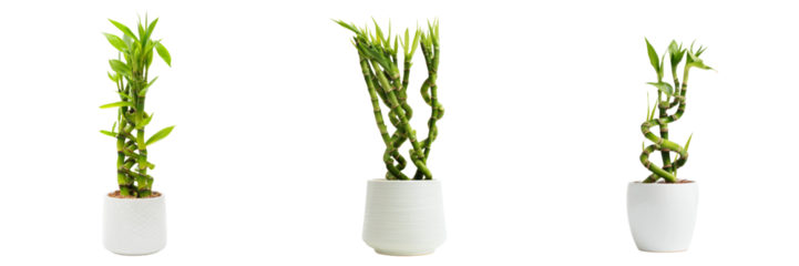 Bamboo plant display home decor transparent background minimalist style indoor environment