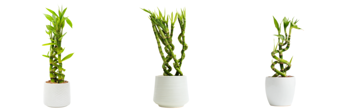 Bamboo plant display home decor transparent background minimalist style indoor environment - Powered by Adobe