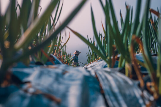 A farmer working in an onion field with morning fog and smoke in Sukomakmur, Magelang, Central Java. The traditional worker stands among green onion plants with a rural mountain landscape.