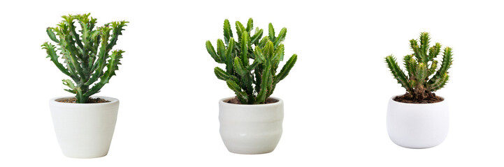Cacti plants with transparent background studio setting indoor decor greenery display