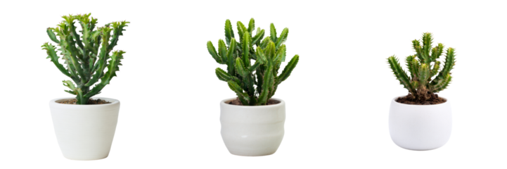Cacti plants with transparent background studio setting indoor decor greenery display
