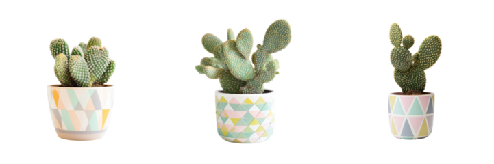 Cactus plants displayed in pots with transparent background indoor garden minimalist style