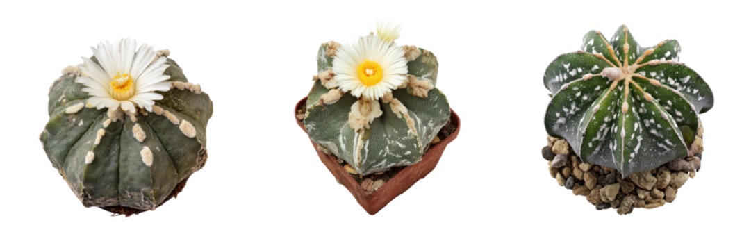 Cacti showcase botanical garden image series transparent background natural environment