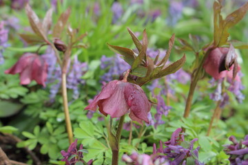 Pretty pink hellebores 'Lenten Rose' blooming in early spring