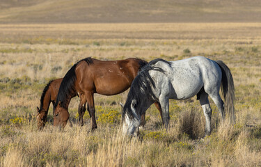 Obraz premium Wild Horses in Autumn in the Utah Desert