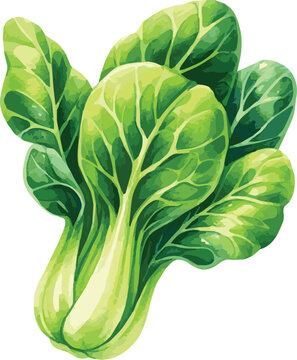 Vector watercolor painted illustration of a bok choy2