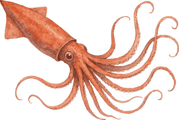 Vector watercolor realistic illustration of a giant octopus