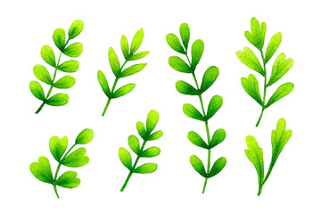 Fototapeta premium Green leaf branch watercolor illustration isolated on transparent background botanical design fresh foliage nature element decorative plant spring vibe hand painted art