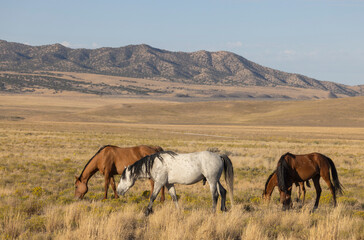 Wild Horses in Autumn in the Utah Desert