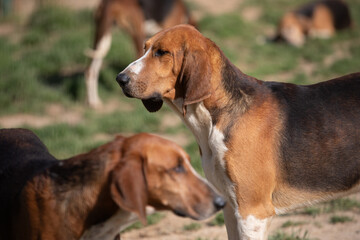 Attentive tricolor scent hound in side profile, second hound blurred in foreground, outdoors