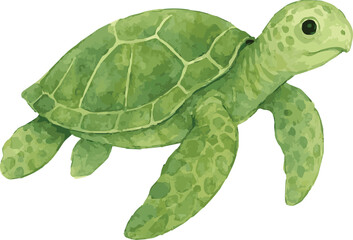 Vector watercolor illustration of a green sea turtle