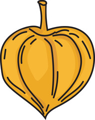 Physalis lantern autumn illustration