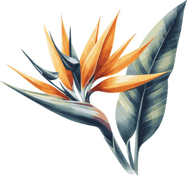 Vector watercolor illustration of a sterlizia flower