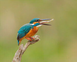 Eisvogel (Alcedo atthis) mit frisch gefangenem Fisch auf trockenem Ast, farbenprächtiges Vogelporträt mit gestochen scharfen Details und weichem grünem Hintergrund im Tageslicht
