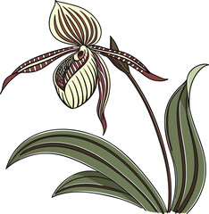  drawing of a Rothschild&rsquo;s Slipper Orchid