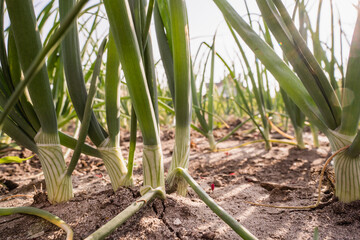 Young spring onions growing on organic farm soil, close-up vegetable cultivation
