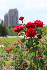 A rosebush with a tall building and pond in a bokeh background