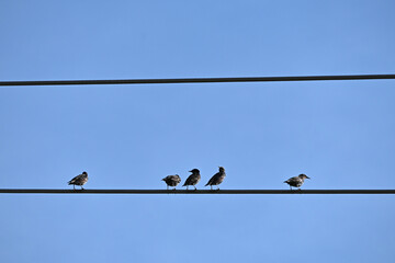 Birds on a Wire