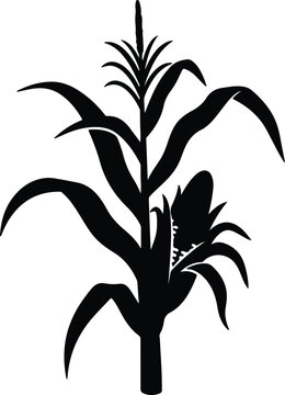 Illustration corn plant with cob agriculture harvest silhouette vector