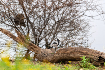 Vanneaux armé perché sur un tronc