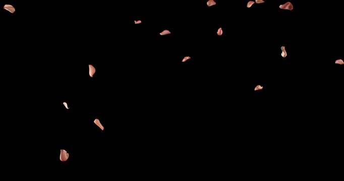 Flying Pink Rose Petals Isolated on Black Background. High-speed Slow Motion VFX Overlay for Romantic Scenes, Cinematic Transitions and Motion Graphics.
