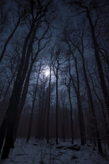 forest in the night