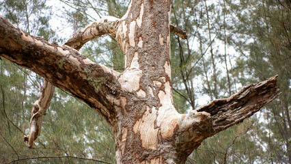 Tree Trunk with Mottled, Peeling Exfoliating Bark