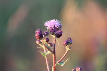 A macro image of purple thistles during golden hour with a bokeh background
