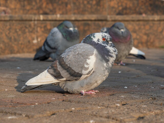 City pigeons perching on the sidewalk