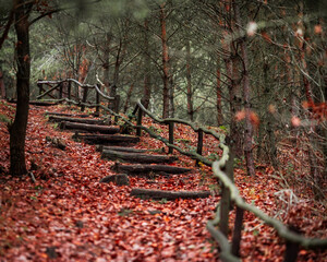 A Woodland on Fire - Experiencing the Vibrant Red Leaves of Autumn