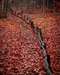 Autumn’s Fiery Embrace - A Forest Filled with Crimson Leaves