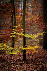 Autumn’s Heartbeat - The Forest Alive with Red and Gold